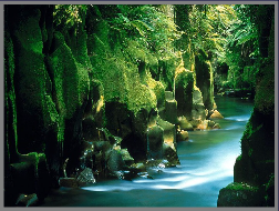 A river flowing through a mossy, fern-rich gorge in the Urewera Forest in New Zealand's North Island.
