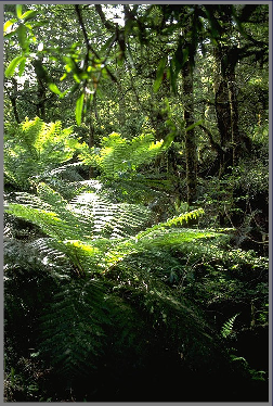 A typically lush scene in New Zealand's native bush. This photo was taken in the Whirinaki Forest.